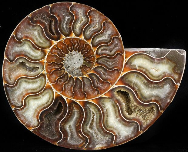 Ammonite Fossil (Half) - Million Years #42517